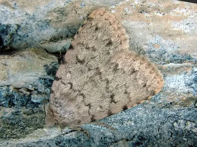 Autophila (Cheirophanes) cataphanes