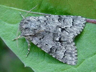 Acronicta (Viminia) menyanthidis