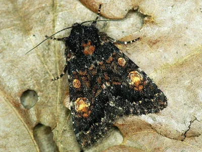 Apamea (Apamea) rubrirena