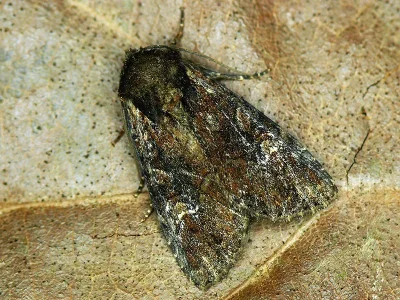 Apamea (Apamea) unanimis