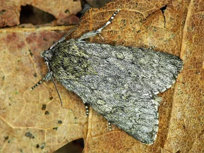 Acronicta (Viminia) euphorbiae