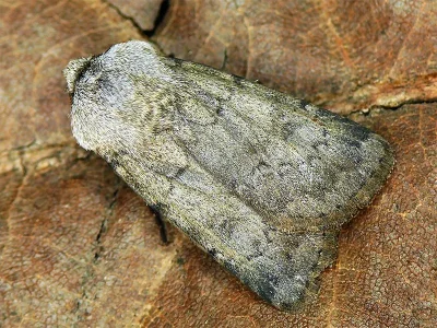 Agrotis (Agrotis) cinerea