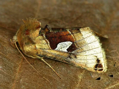 Autographa aemula