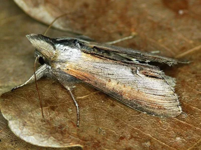 Cucullia asteris