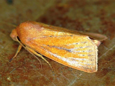 Globia algae