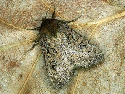 Graphiphora augur