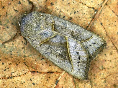 Mesogona oxalina