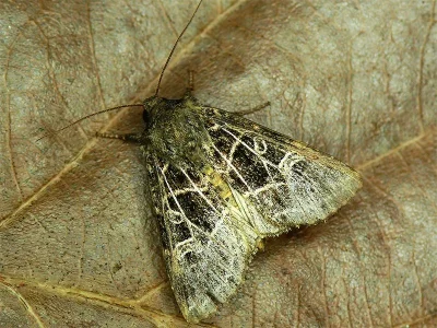 Sideridis (Heliophobus) kitti