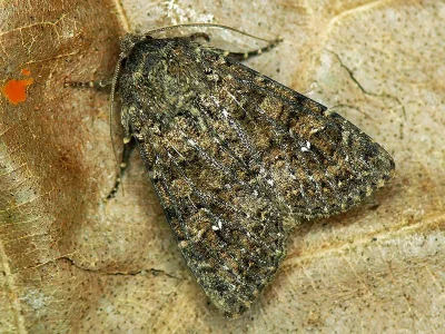 Sideridis (Sideridis) turbida