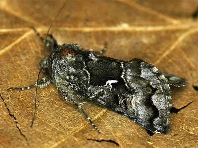 Syngrapha (Syngrapha) ain