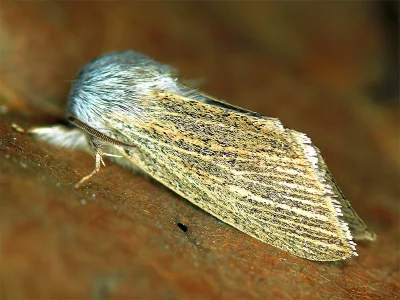 Simyra nervosa