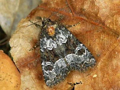 Mesapamea secalis