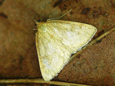 Psammotis pulveralis
