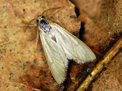 Acentria ephemerella