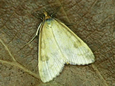 Udea nebulalis