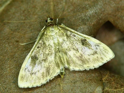 Anania perlucidalis