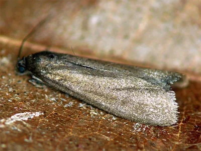 Episcythrastis tetricella