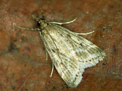Eudonia pallida