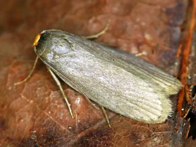 Achroia grisella