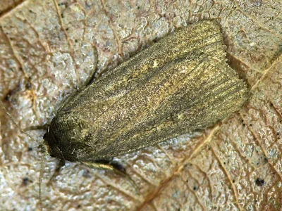 Gracilathetis lepigone