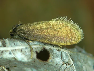 Taleporia tubulosa