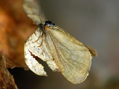 Bijugis bombycella
