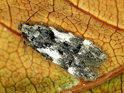 Teleiodes luculella