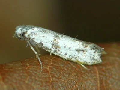 Scythropia crataegella