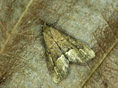 Schrankia taenialis