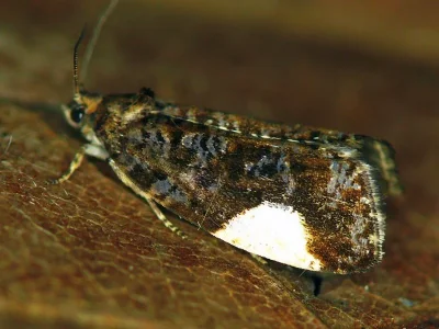 Hedya dimidiana