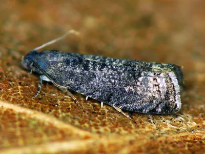 Grapholita (Aspila) funebrana