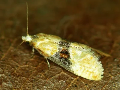 Eupoecilia ambiguella