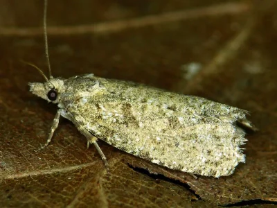 Epiblema grandaevana