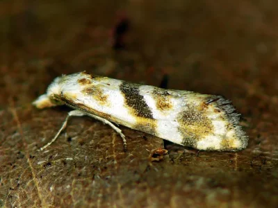 Cochylimorpha woliniana