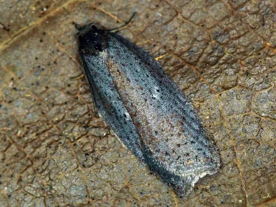 Acleris lipsiana