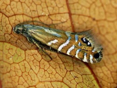 Glyphipterix thrasonella