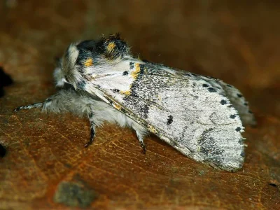 Furcula furcula