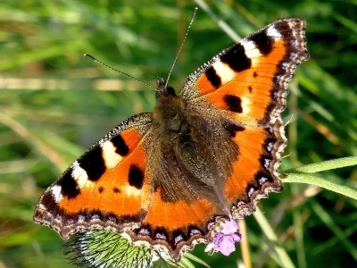 Aglais urticae