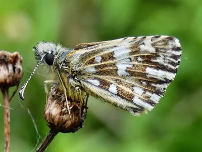 Pyrgus malvae