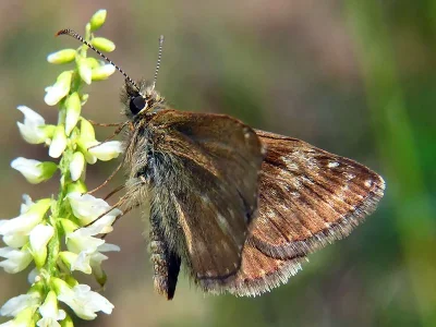 Erynnis tages