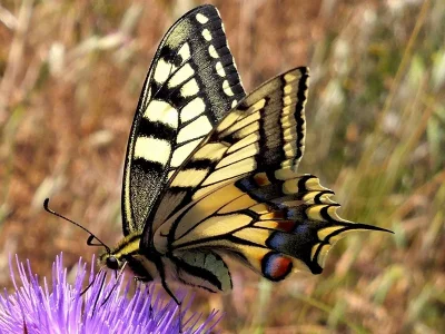 Papilio (Papilio) machaon