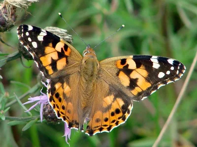 Vanessa cardui