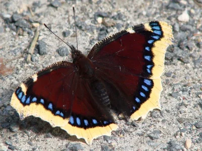 Nymphalis (Nymphalis) antiopa