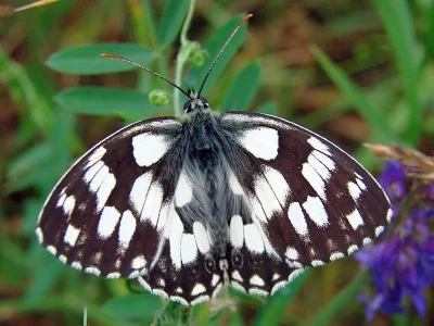 Melanargia (Melanargia) galathea