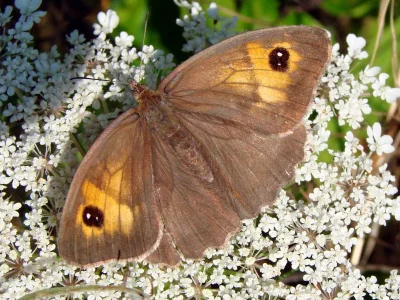 Maniola jurtina