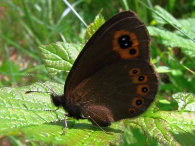 Erebia medusa