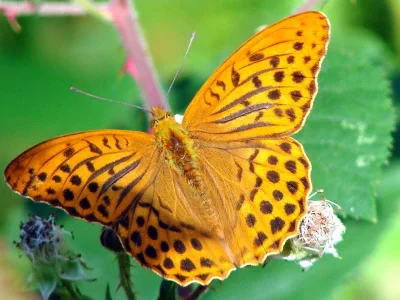 Argynnis (Argynnis) paphia