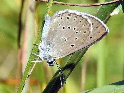 Phengaris teleius