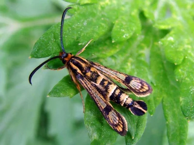 Chamaesphecia (Chamaesphecia) empiformis