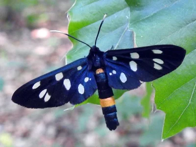 Amata (Syntomis) phegea